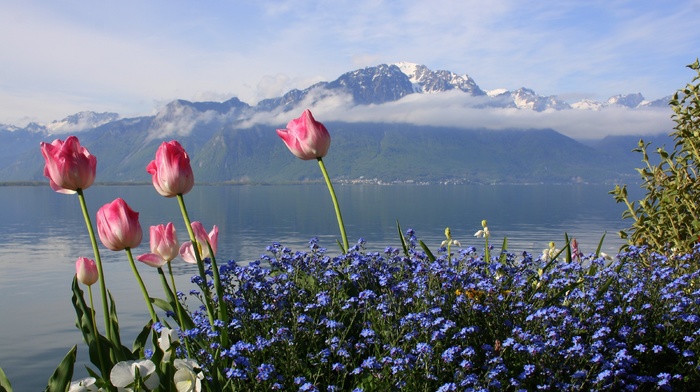 flowers, lake, sky, mountain, tulips, photoshop, clouds, spring, Switzerland