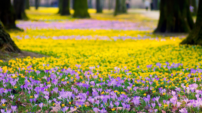 macro, park, flowers