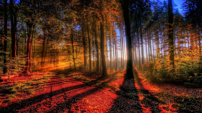 Sun, forest, nature