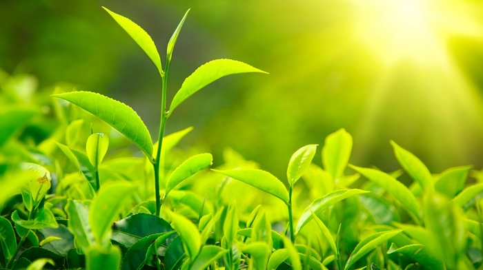 grass, nature