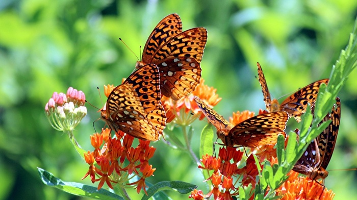 macro, stunner, animals, flowers