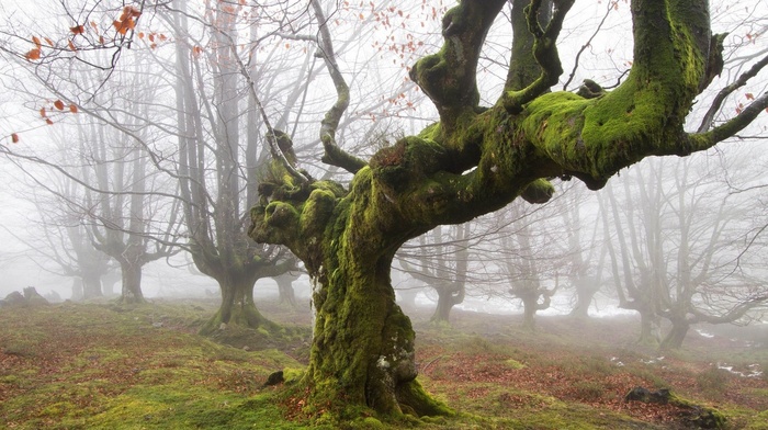 twigs, autumn, greenery, moss, stunner, tree, beauty, mist