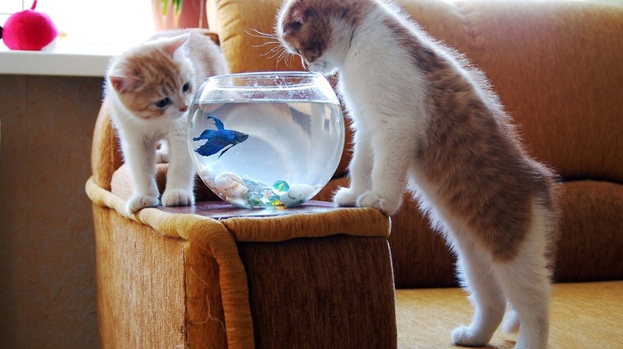 fishbowls, cat, animals, goldfish