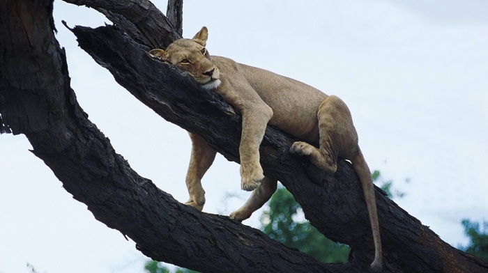 trees, lion, animals