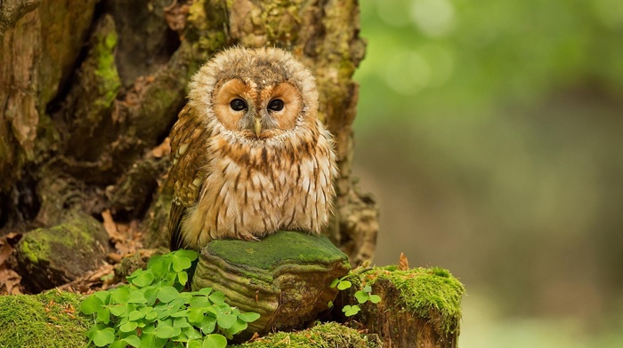 owl, animals, birds, trees