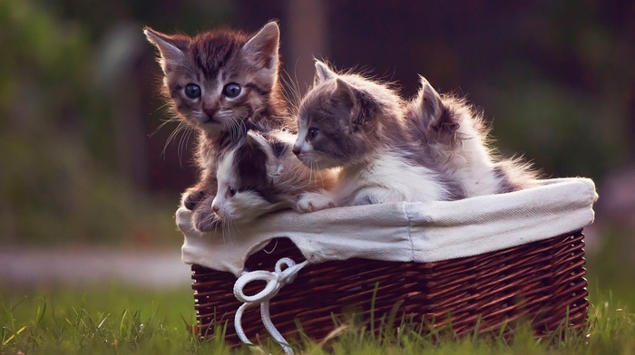 baskets, cat, animals, kittens, grass