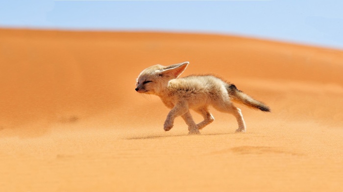 animals, desert, fox