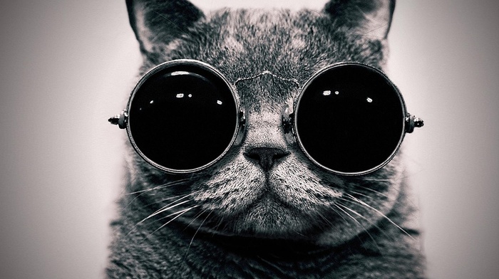 cat, black and white background, glasses, creative