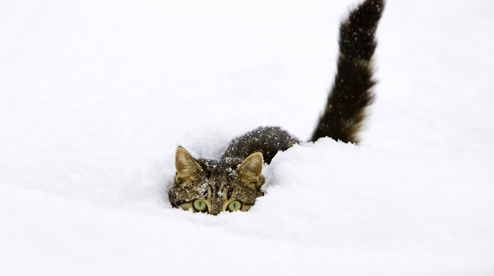 animals, cat, eyes, snow, winter, tail, ears, beautiful
