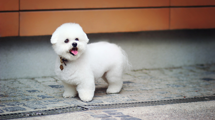 dog, street, animals, white, photo