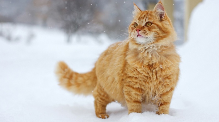 cat, muzzle, mustache, beauty, animals, winter, snow, ears