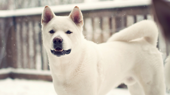 winter, dog, animals