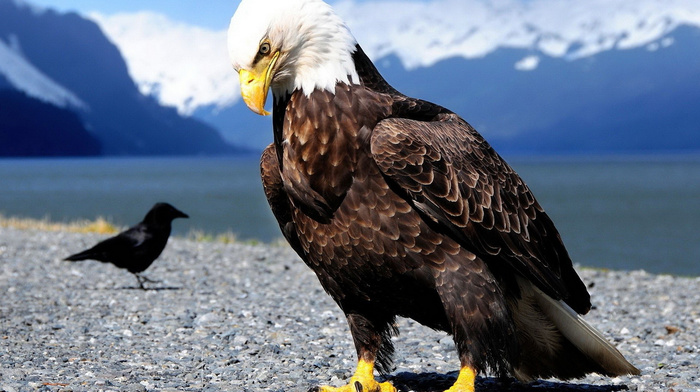 mountain, animals, birds, stones, eagle