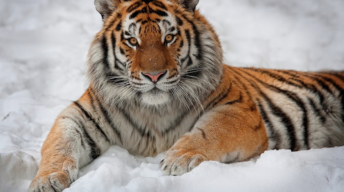 white background, snow, animals, tiger, nature