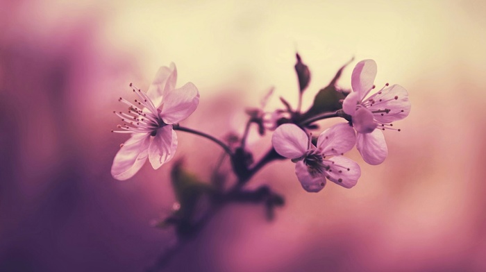 pink, flowers, red, beauty, nature