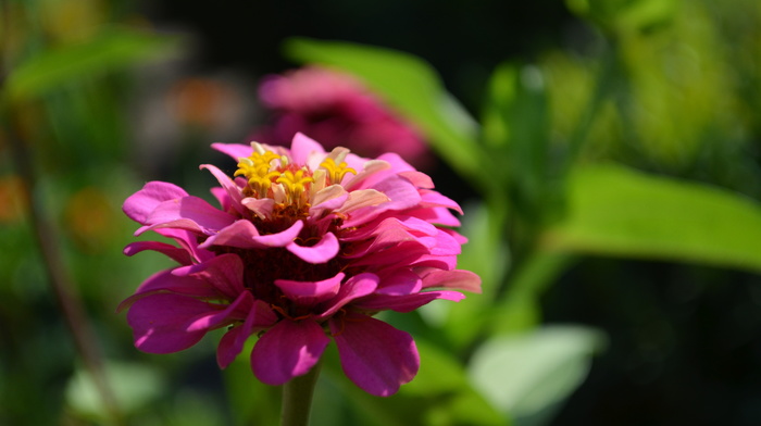 flowers, nature