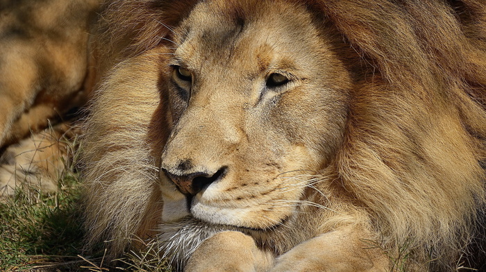 animals, lion