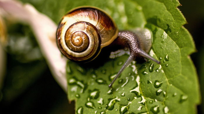 macro, animals, leaves