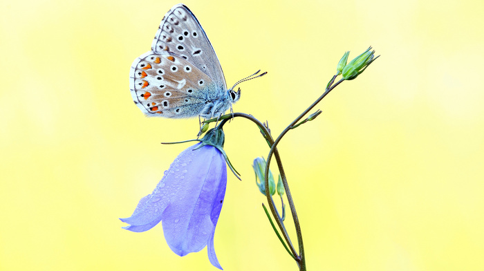 macro, butterfly, flower