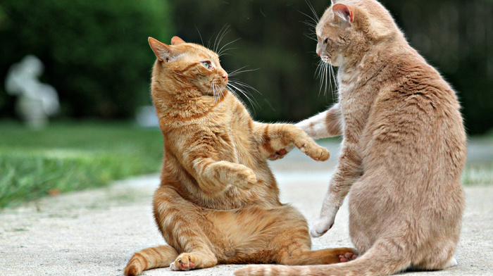 animals, redhead