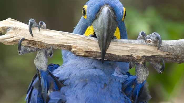 blue, beauty, branch, animals, eyes