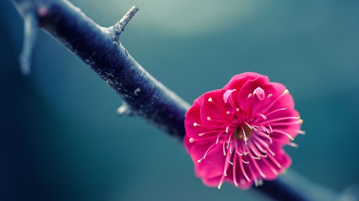 flowers, twigs, blossoms, nature, pink flowers