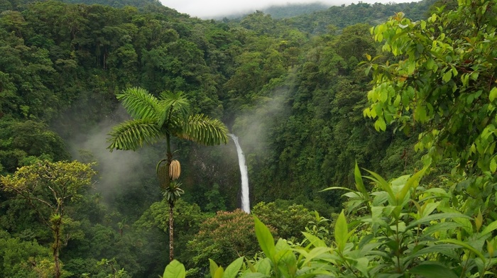cloudy, forest, tropics, beautiful, palm, jungle, waterfall, nature, mist, mountain
