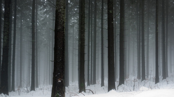 trees, snow, winter, landscape