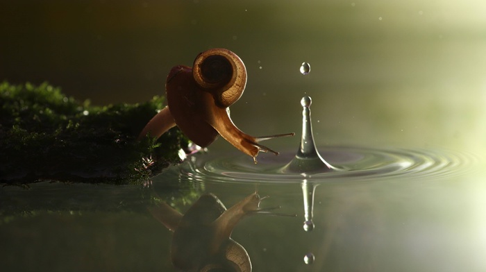 water, nature, reflection, macro, moss, mushroom