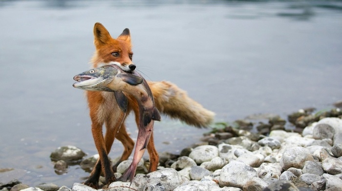 fox, animals, fish