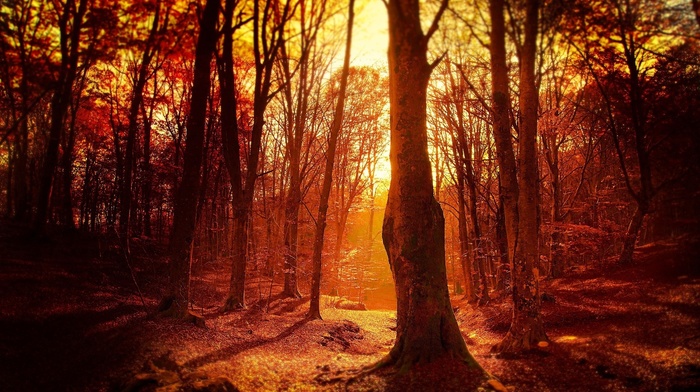 trees, fall, forest, sunset