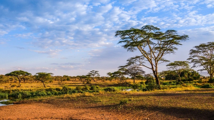 river, trees, nature, tropics