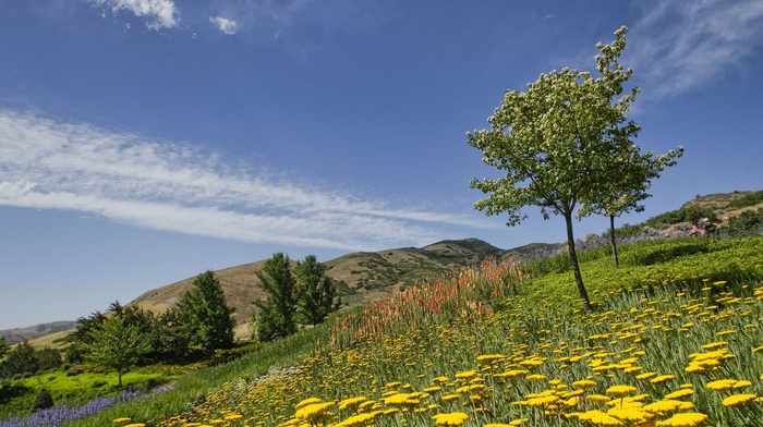 flowers, nature, trees