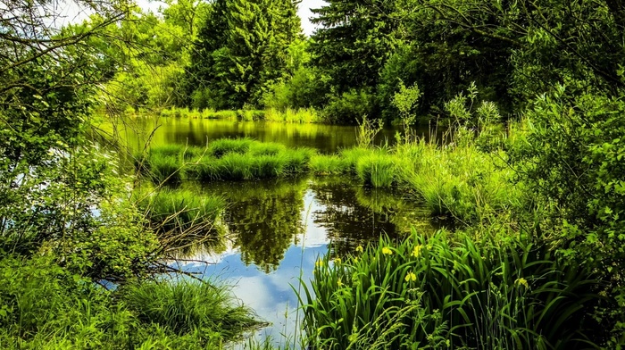 park, pond, Germany, grass, trees, nature, landscape