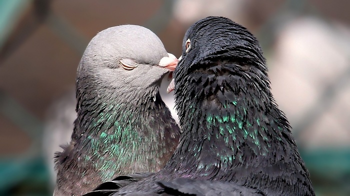 animals, love, couple, birds
