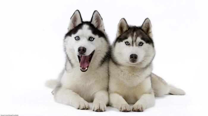 animals