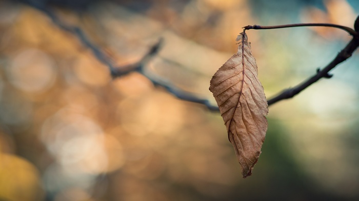 nature, macro