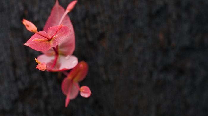 flowers, macro, nature