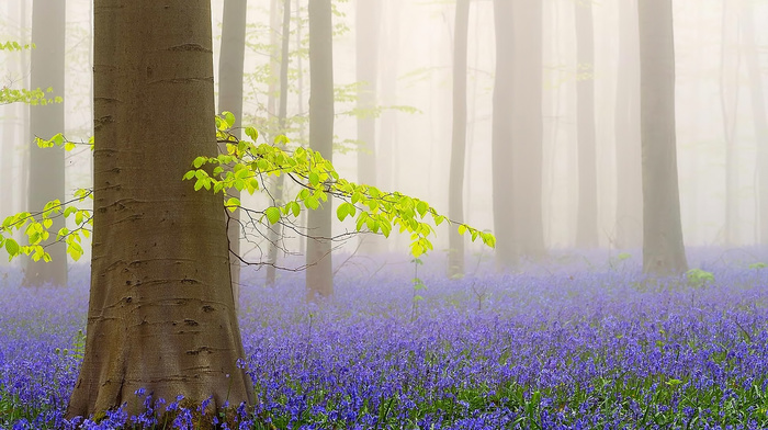morning, trees, flowers, nature, forest, mist, spring