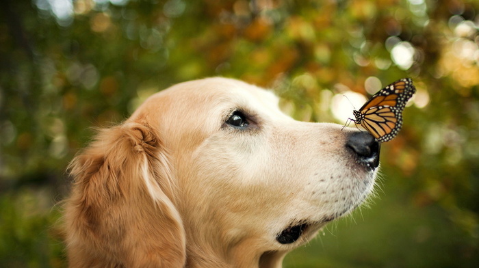 animals, dog, butterfly