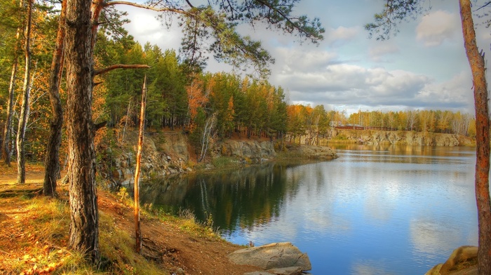 nature, pine trees, water