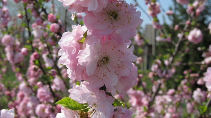 pink, spring, flowers