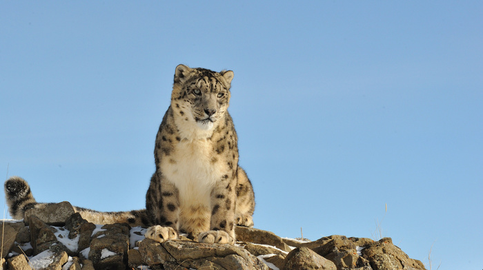 stones, animals, nature