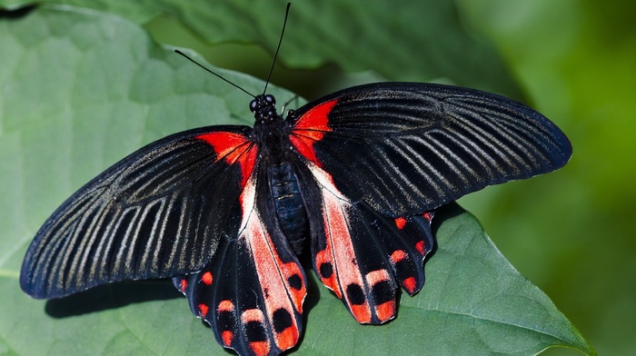 wings, macro, animals