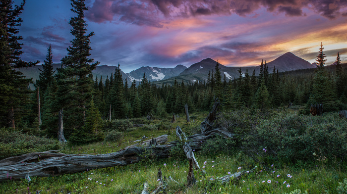 nature, forest, mountain