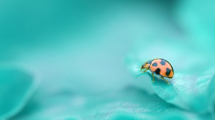 ladybugs, nature, leaves, macro