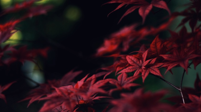 leaves, nature, macro