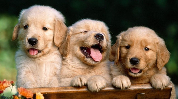 animals