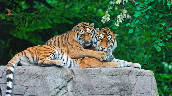 animals