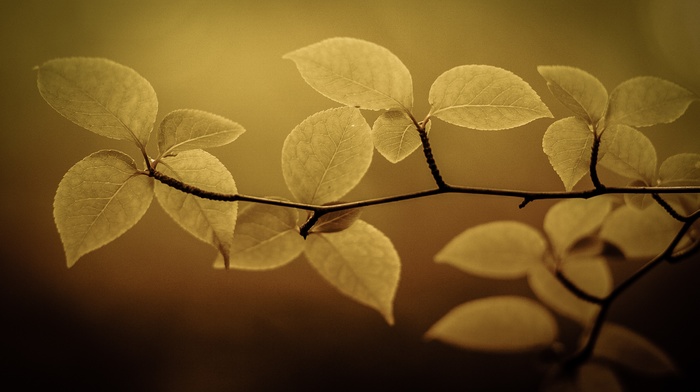 nature, macro, leaves